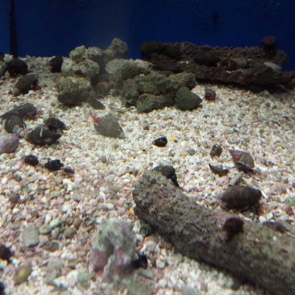 Jack's Pets 1 tip from 181 visitors