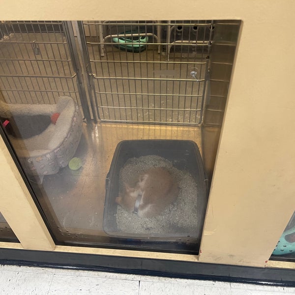 PetSmart Pet Supplies Store in North Las Vegas