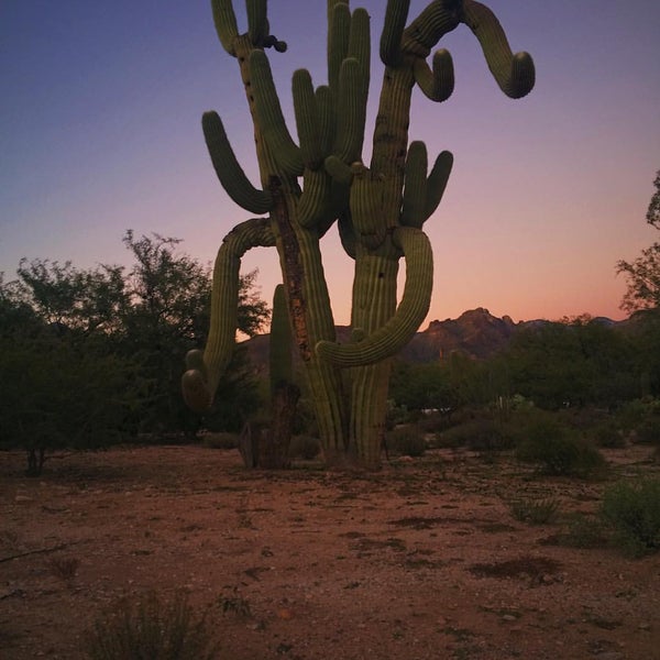 11/10/2015 tarihinde Kat L.ziyaretçi tarafından Canyon Ranch in Tucson'de çekilen fotoğraf