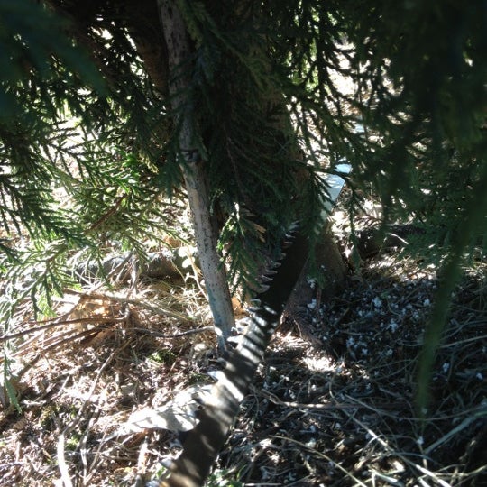 Windy Hills Christmas Tree Farm Ethel, LA