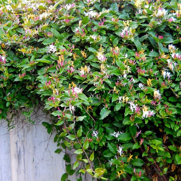 Borough Hall of Roseland Roseland, NJ