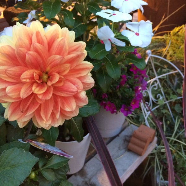 Photos At 渋谷園芸 ヴェルデステ 宇田川町 0 Tips