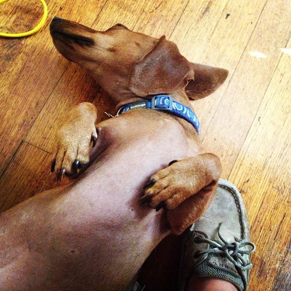 8/23/2013にTaylorがWalk Your Dog Austinで撮った写真