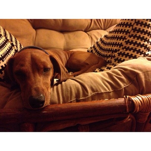 9/26/2013にTaylorがWalk Your Dog Austinで撮った写真