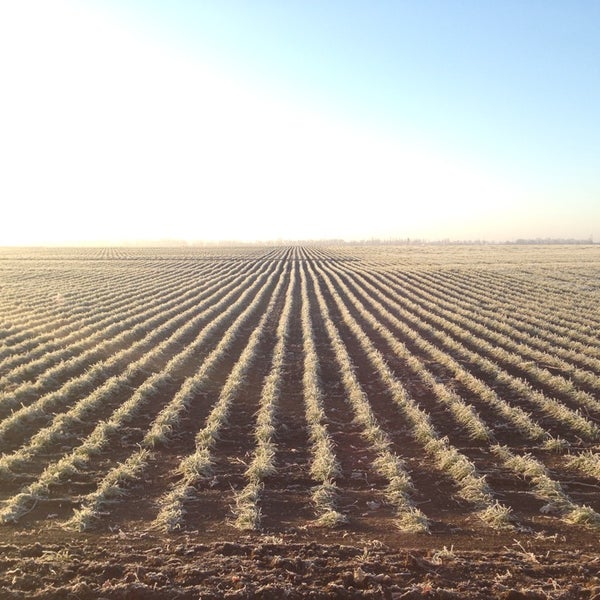 Я. Нии поле. Институты "юго-восток". Поля нии юго-востока саратов зеленые насаждения. Нии поле.