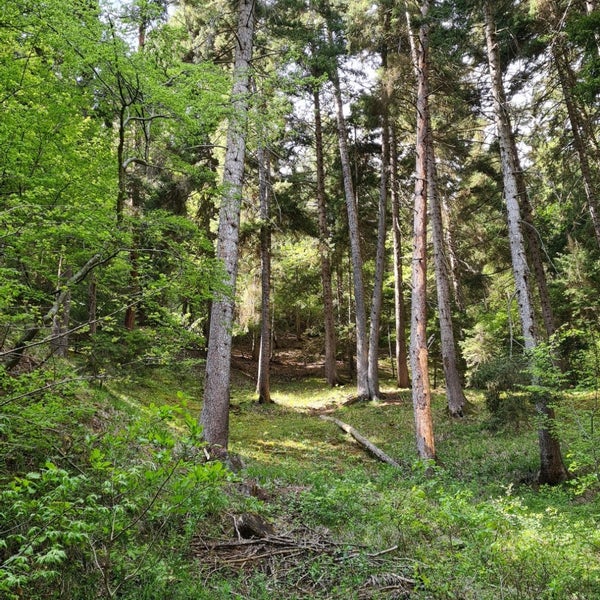 Харагаули Нуниси