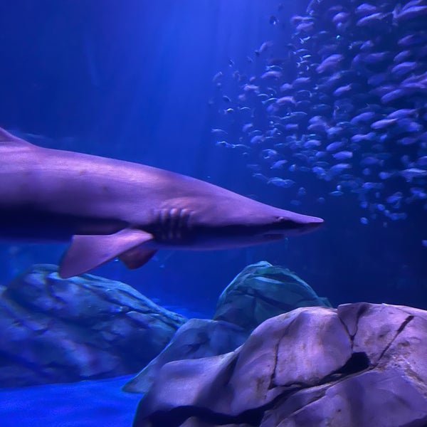 Aquarium Gift Shop Loja de Presentes em Atlanta