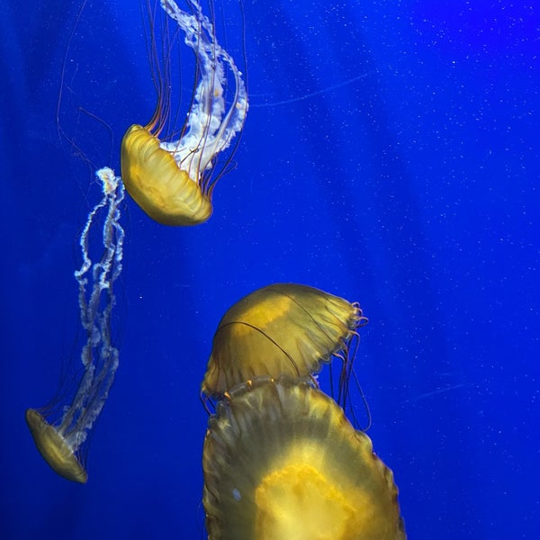 Aquarium Gift Shop Loja de Presentes em Atlanta