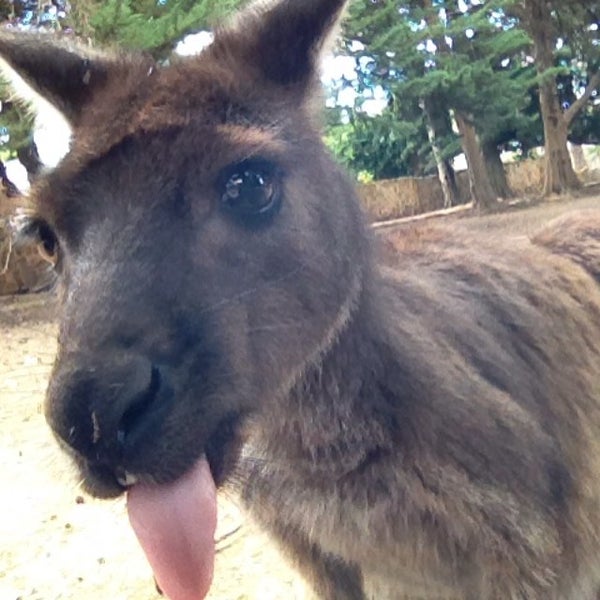 Paul's Place Wildlife Sanctuary Stokes Bay, SA
