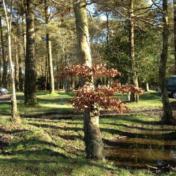 Haldon Forest Park Park