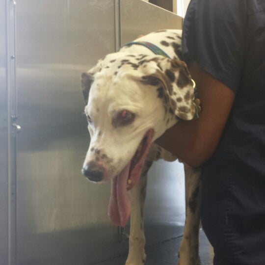 7/23/2014 tarihinde Sandy L.ziyaretçi tarafından Beechnut Animal Hospital'de çekilen fotoğraf