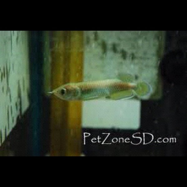 Das Foto wurde bei Pet Zone Tropical Fish von PetZoneTropicalFish am 12/6/2012 aufgenommen