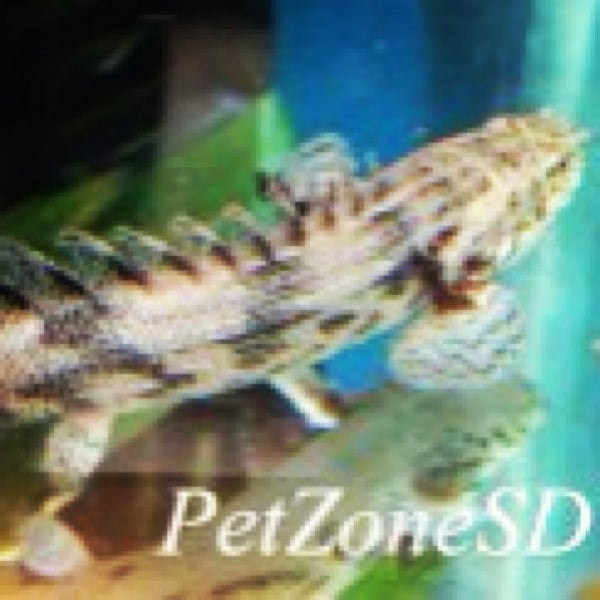 Das Foto wurde bei Pet Zone Tropical Fish von PetZoneTropicalFish am 2/27/2013 aufgenommen