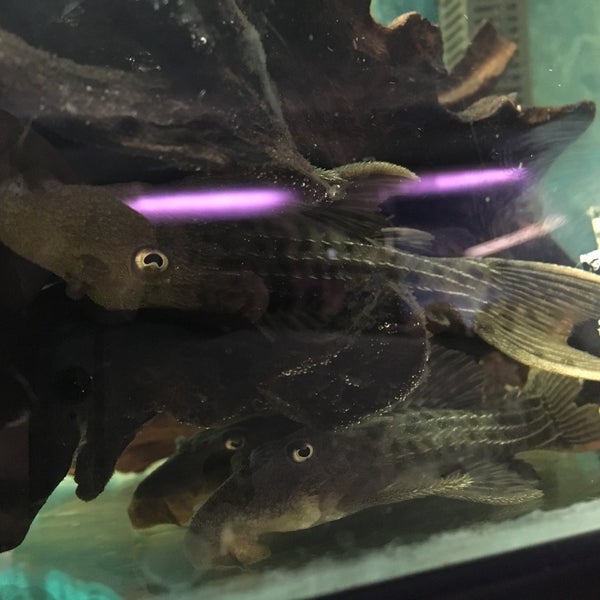 Das Foto wurde bei Pet Zone Tropical Fish von PetZoneTropicalFish am 8/4/2016 aufgenommen