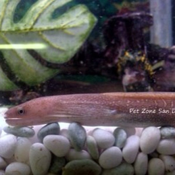 Das Foto wurde bei Pet Zone Tropical Fish von PetZoneTropicalFish am 3/11/2013 aufgenommen