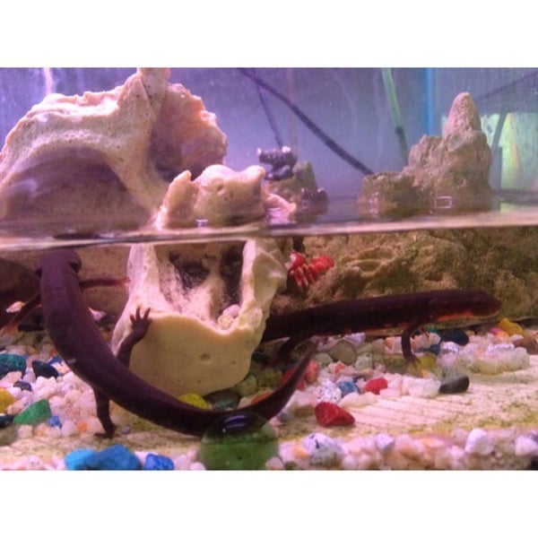 6/26/2015에 PetZoneTropicalFish님이 Pet Zone Tropical Fish에서 찍은 사진