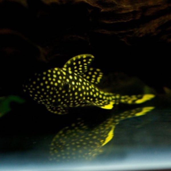 6/29/2015에 PetZoneTropicalFish님이 Pet Zone Tropical Fish에서 찍은 사진