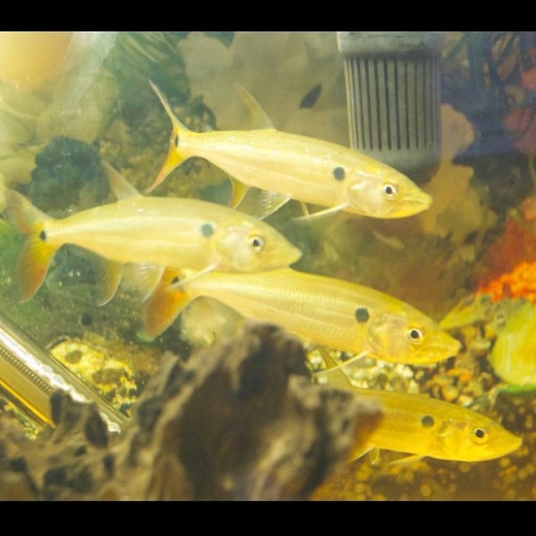 6/13/2015에 PetZoneTropicalFish님이 Pet Zone Tropical Fish에서 찍은 사진