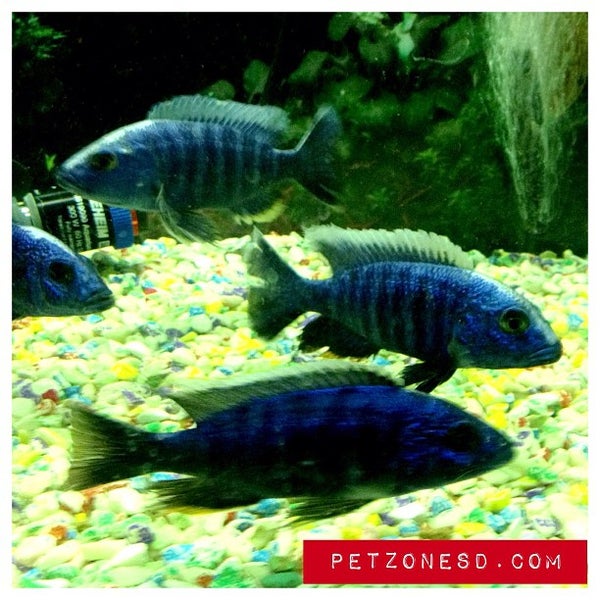 4/17/2013에 PetZoneTropicalFish님이 Pet Zone Tropical Fish에서 찍은 사진