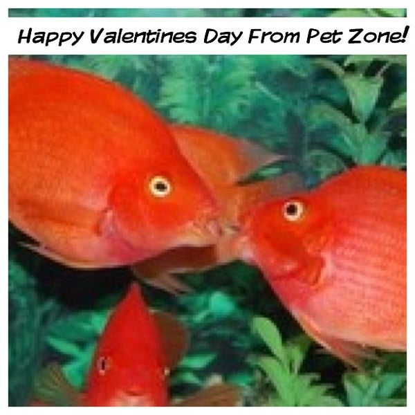 2/14/2013에 PetZoneTropicalFish님이 Pet Zone Tropical Fish에서 찍은 사진