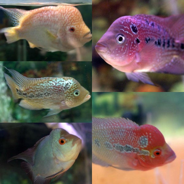 8/8/2015에 PetZoneTropicalFish님이 Pet Zone Tropical Fish에서 찍은 사진