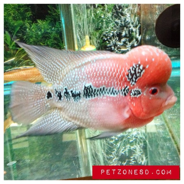 Das Foto wurde bei Pet Zone Tropical Fish von PetZoneTropicalFish am 5/10/2013 aufgenommen