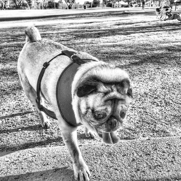 Photos at Tempe Sports Complex Dog Park 8401 S Hardy Dr.