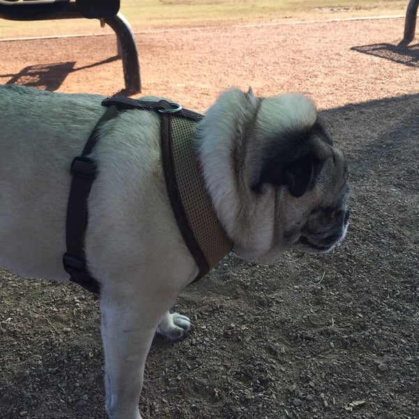 Photos at Tempe Sports Complex Dog Park 8401 S Hardy Dr.