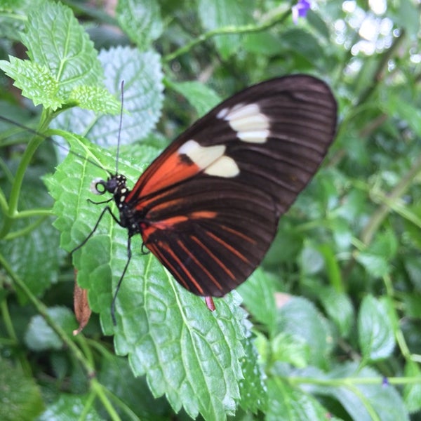 Foto scattata a Butterfly House at Faust County Park da Travisimo! il 10/6/2013