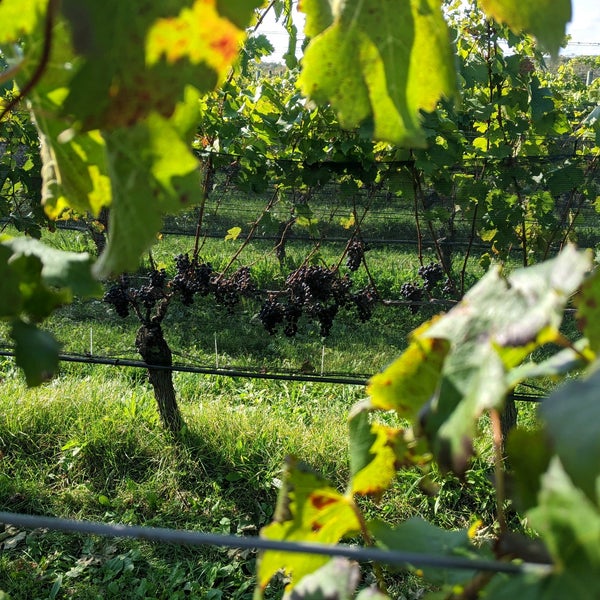 Foto tirada no(a) Rose Hill Vineyards por Sean B. em 10/18/2020