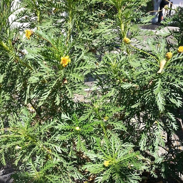 Fountain Valley Auto Wash Automotive Repair Shop in Fountain Valley