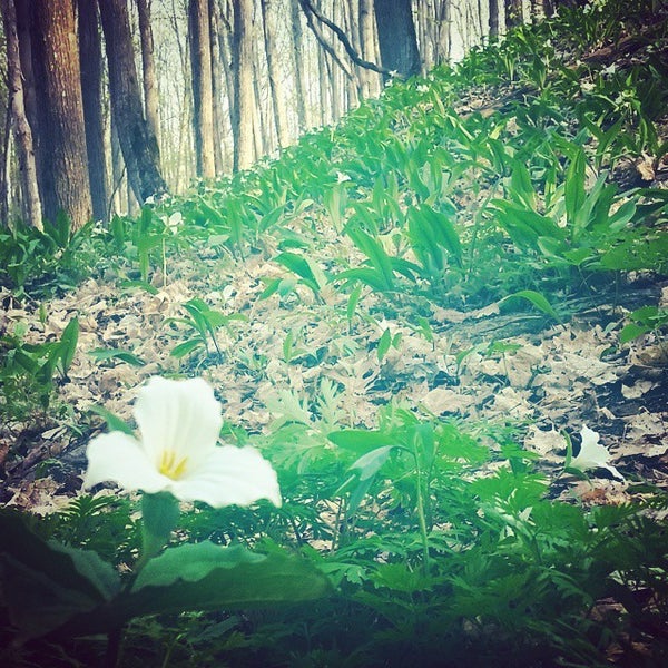 Hickory Hills Disc Golf Course Traverse City MI
