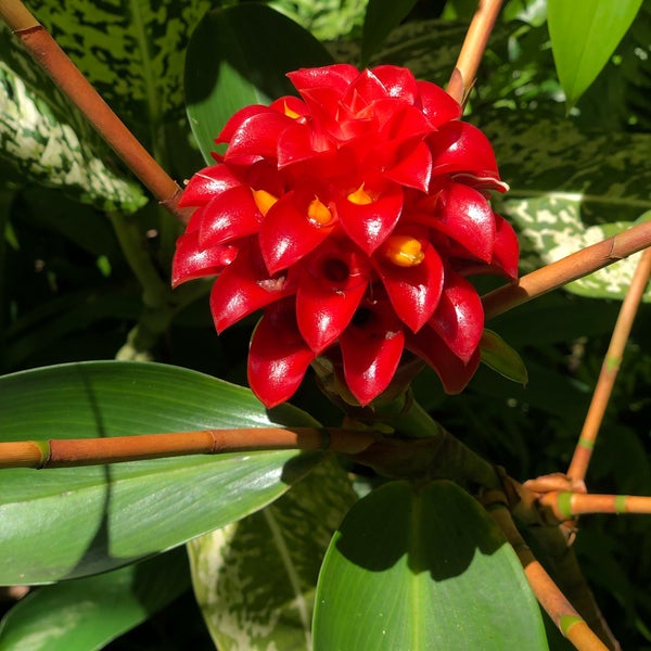 8/20/2021 tarihinde Joanna W.ziyaretçi tarafından Hawaii Tropical Botanical Garden'de çekilen fotoğraf