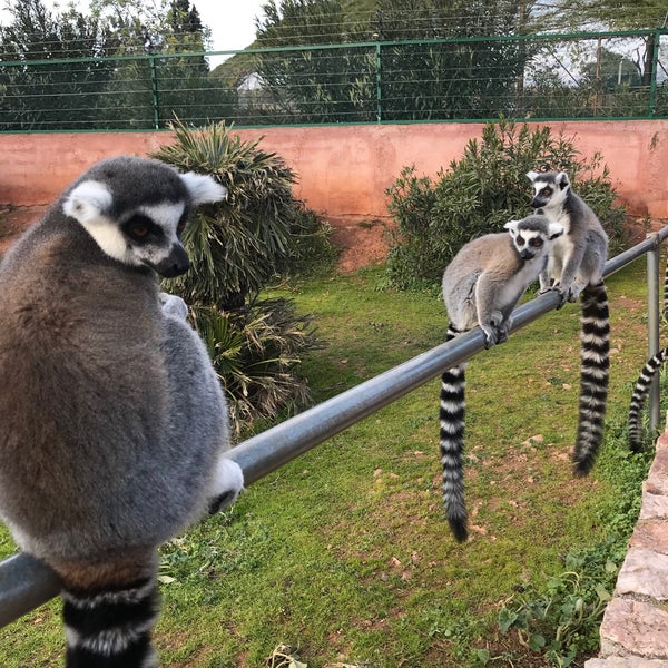 Foto diambil di Attica Zoological Park oleh sofia f. pada 1/12/2020