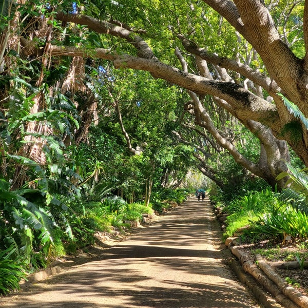 The Kirstenbosch Tea Room Table Mountain Kirstenbosch Gardens