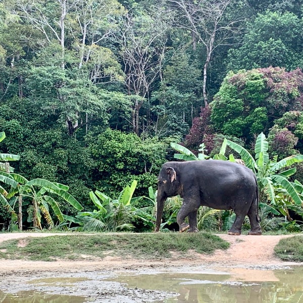 Green Elephant Sanctuary Park. Phuket Elephant Park. Phuket Elephant Sanctuary. Green Elephant Phuket. Green elephant park