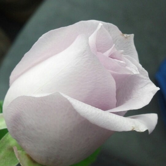 Royer S Flowers Hershey Pa Best Flower Site