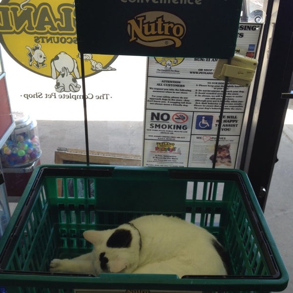 Petland Discounts Port Washington, NY