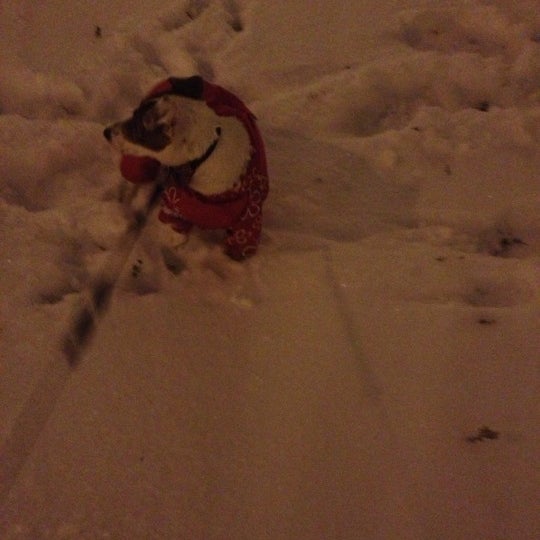 собака марьино