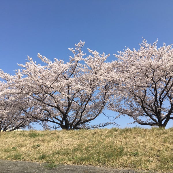 Photos At 児玉千本桜 Tree