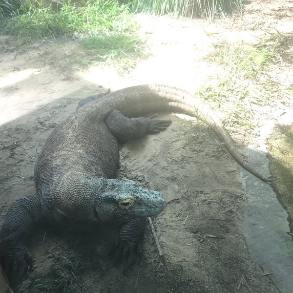Jacksonville Zoo Komodo Dragon Northside Jacksonville, FL