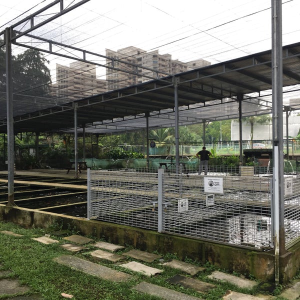Photos at Mainland Tropical Fish Farm Pasir Ris 1 Pasir Ris Farmway 1
