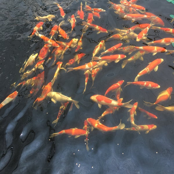 Photos at Mainland Tropical Fish Farm Pasir Ris 1 Pasir Ris Farmway 1