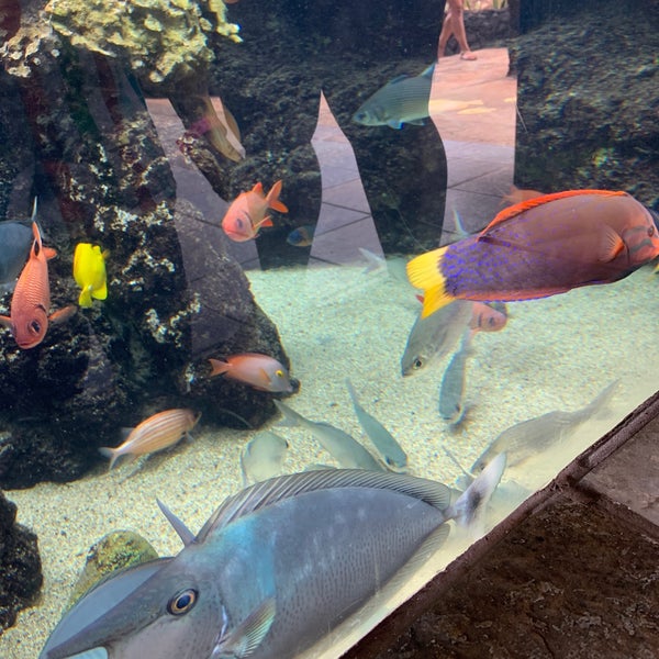 Foto scattata a Maui Ocean Center, The Hawaiian Aquarium da Edgar A. il 5/6/2021
