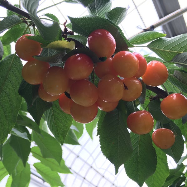長田農園 甲州市 山梨県