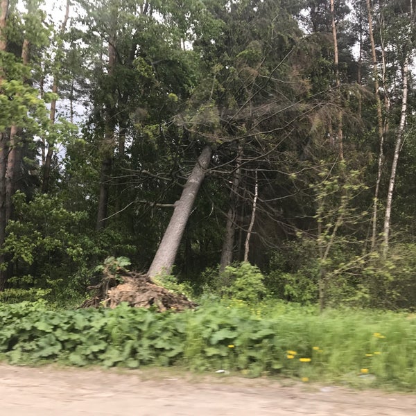Сосновый лес в подмосковье для прогулок старая купавна. Кп лесная купавна. Поселок лесная купавна. Лесная купавна коттеджный поселок. Купавна лес.
