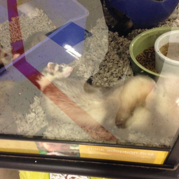 Photos at Petco Lynnwood, WA