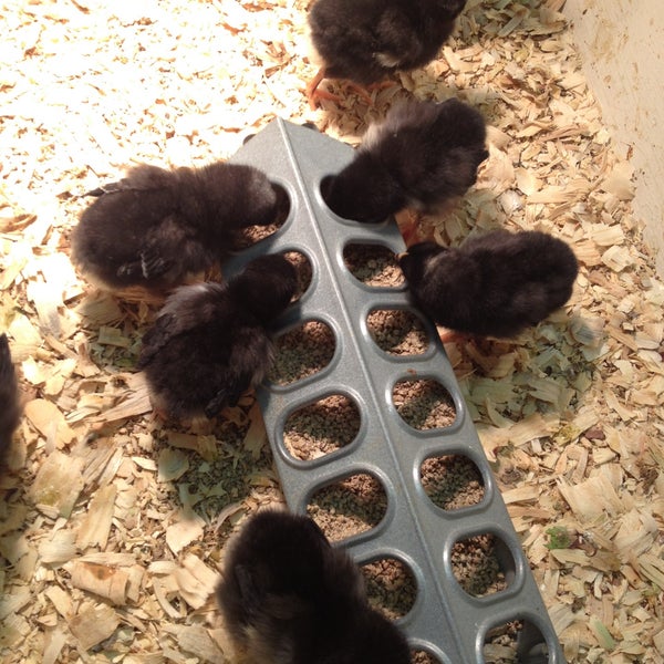 Roach Feed & Seed, Inc. Garland, TX