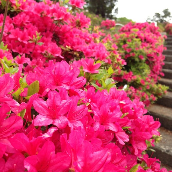 寒河江公園 つつじ園 寒河江市 山形県