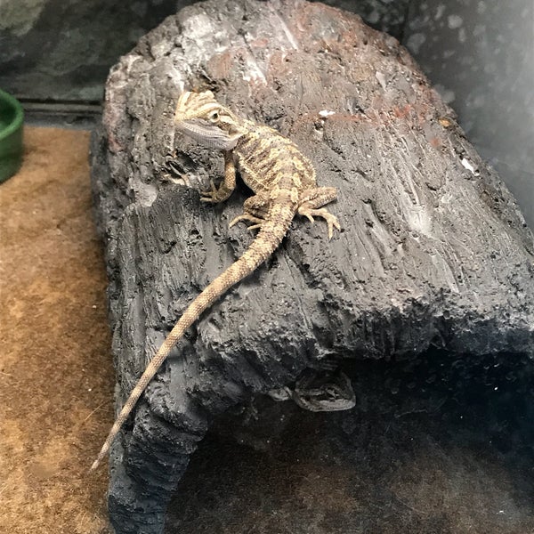 Petco Pet Supplies Store in Milford